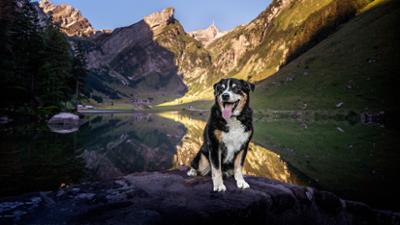 Schweizer Hundegeschichten: Ein Appenzeller namens Elvis