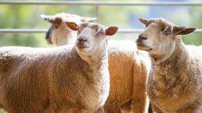 Schweizweit: Schafzüchterin aus Leidenschaft Schweizweit: Schafzüchterin aus Leidenschaft