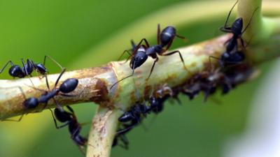 Science Talk: Sprengmeister und Sklavenhalter - Die Welt der Ameisen