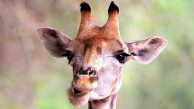 Terra X: Säugetiere (2/6)