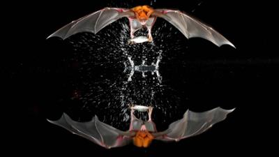 Terra X: Säugetiere (5/6)