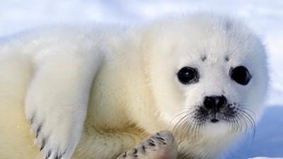 Terra X: Säugetiere (1/6)