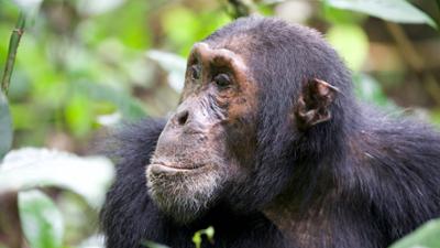 Terra X: Kielings wilde Welt (2/3)