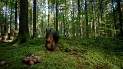 Terra X: Unsere Wälder (2/3) - Ein Jahr unter Bäumen