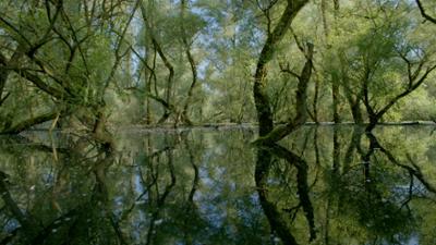 Terra X: Unsere Wälder (3/3) - Im Reich des Wassers