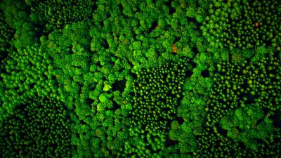 Terra X: Unsere Wälder (1/3) - Die Sprache der Bäume