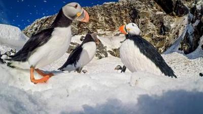 Tiere: Undercover unter Tieren: Auf geheimer Mission an den Polen dieser Welt (4/4)