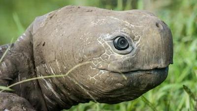 Tiere: Undercover unter Tieren: Auf geheimer Mission in der Südsee (3/4)
