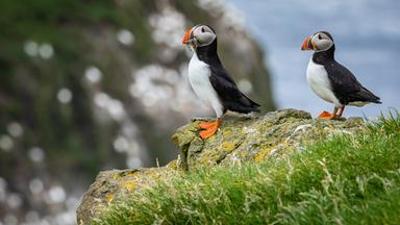 Tiere: Islands Papageitaucher - Geliebt und gefährdet
