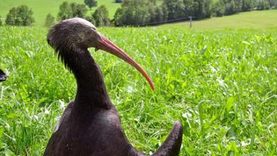 Tiere: Schakale unter uns - Tierdoku