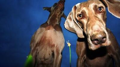 Tiere: Jagdkumpane - Wie der Hund auf den Menschen kam Tiere: Jagdkumpane - Wie der Hund auf den Menschen kam