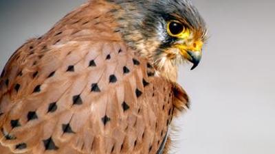 Tiere: Turmfalken - Jäger der Großstadt