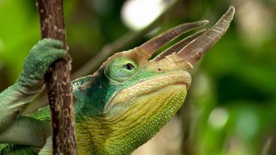 Tiere: Täuschen und Tarnen - Über Lebenskünstler der Natur 