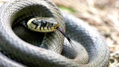 Tiere: Im Reich von Kreuzotter & Co. - Österreichs Schlangen hautnah