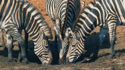 Tiere: im Mashatu-Reservat 