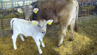 Tiere: Die bunte Nutztierwelt in Vorarlberg