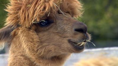 Tiere: Ein Leben mit Alpakas