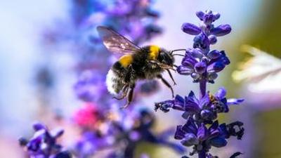 Tiere: Hummeln - Bienen im Pelz