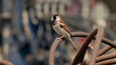 Tiere: Großstadtspatzen Tiere: Großstadtspatzen