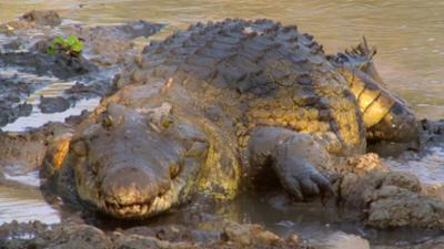 Tiere: im Luangwa-Tal 