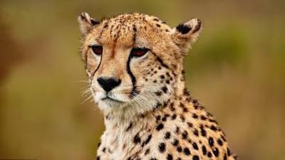 Tiere: Mein Afrika – Cheetah und ihre Jungen