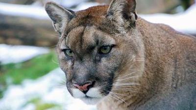 Tiere: Die Raubkatzen von Herberstein