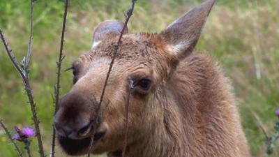 Tiere: Wildnis Europa: Der Elch 
