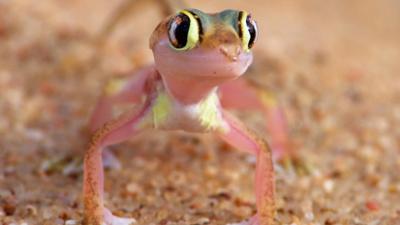 Tiere: in der Wüste Namib 