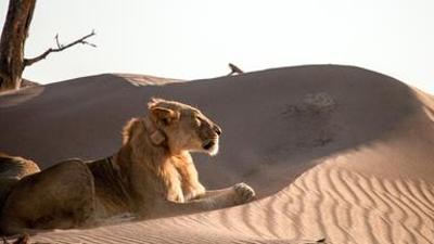 Tiere: Wüstenkönige - Die Löwen der Namib