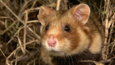 Tiere: Letzte Hoffnung Hamsterinsel