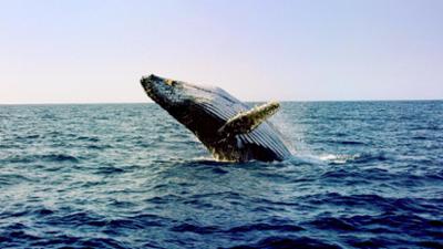 Tiere: Mythos Wal