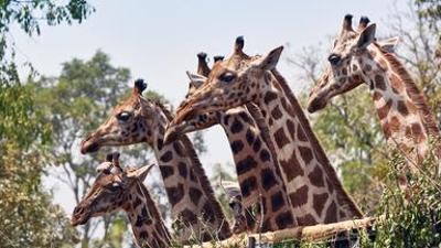 Tiere: Waldelefanten - Architekten des Regenwaldes