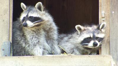 Tiere: 60 Jahre Wildpark Feldkirch