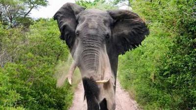 Tiere: Im Reich der Königselefanten - Das Tembe Wildreservat in Südafrika