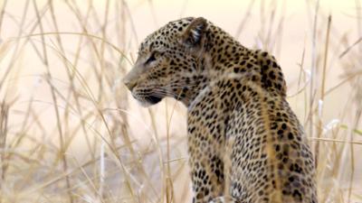 Tiere: im MalaMala-Reservat Tiere: im MalaMala-Reservat