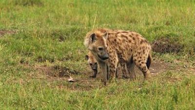 Tiere: Hyänen - Die Königinnen der Masai Mara