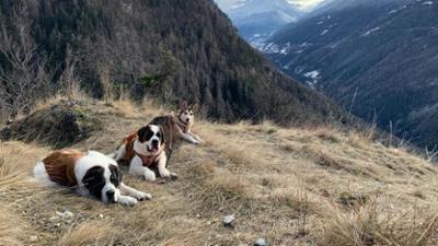 Schweizer Hundegeschichten: Herdenschutzhunde: Der Bernhardiner vom Grossen Sankt Bernhard  (2)