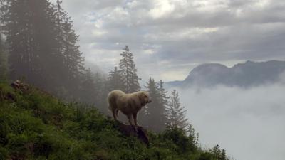 Schweizer Hundegeschichten: Herdenschutzhunde: Die alpinen Beschützer gegen Wolf & Co. (1)