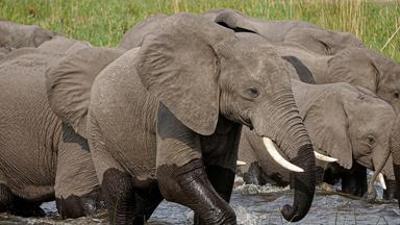 Tiere: Elefanten hautnah (1/2) - Giganten mit Gefühl
