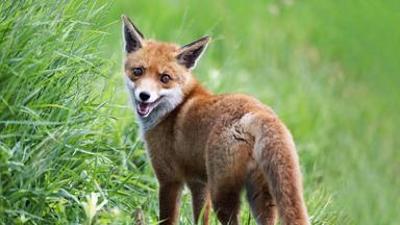 Tiere: SOS - Wildtiere in Not