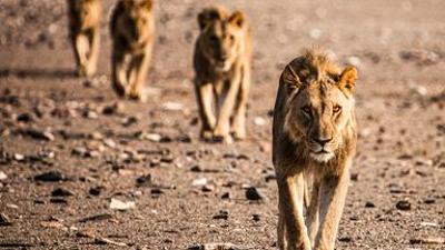 Tiere: Die Wüstenlöwen der Namib - Aufbruch und Wiederkehr