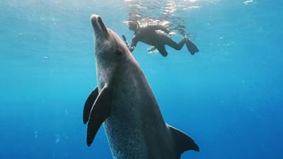 Tiere: Im Bann der Delfine