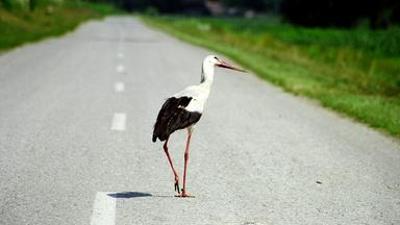 Tiere: Der Flug der Störche