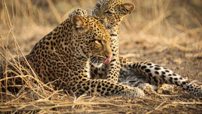Tiere: Olimba - Königin der Leoparden