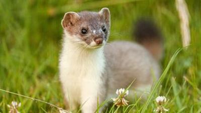Tiere: Marder - Eine außerordentliche Familie