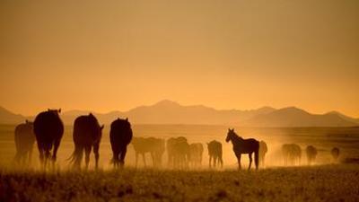 Tiere: Afrikas Wilder Westen - Namibias Wüstenpferde