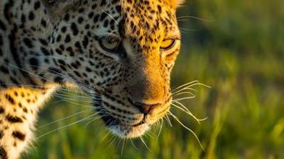 Tiere: Die Leopardin (2/2): Gejagte Jägerin