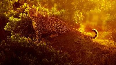 Tiere: Die Leopardin (1/2): Königin der Schatten
