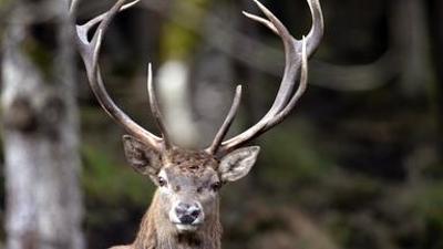 Tiere: Der Prinz der Alpen - Erste Monate im Leben eines Hirschkalbs