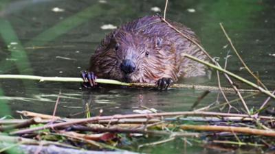 Tiere: Guter Biber – böser Biber?
